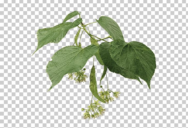 Lindens Branch Tilia × Europaea Tree Ulmus Minor PNG, Clipart, Bee, Branch, Broadleaved Tree, Bud, Common Free PNG Download