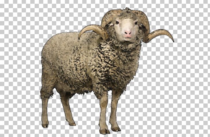 Merino Clun Forest Sheep Romney Sheep Lincoln Sheep Herdwick PNG, Clipart, Angle, Angles, Animals, Bighorn Sheep, Brown Free PNG Download