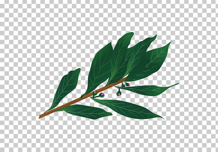 Herb Bay Leaf PNG, Clipart, Bay Laurel, Bay Leaf, Branch, Download, Herb Free PNG Download