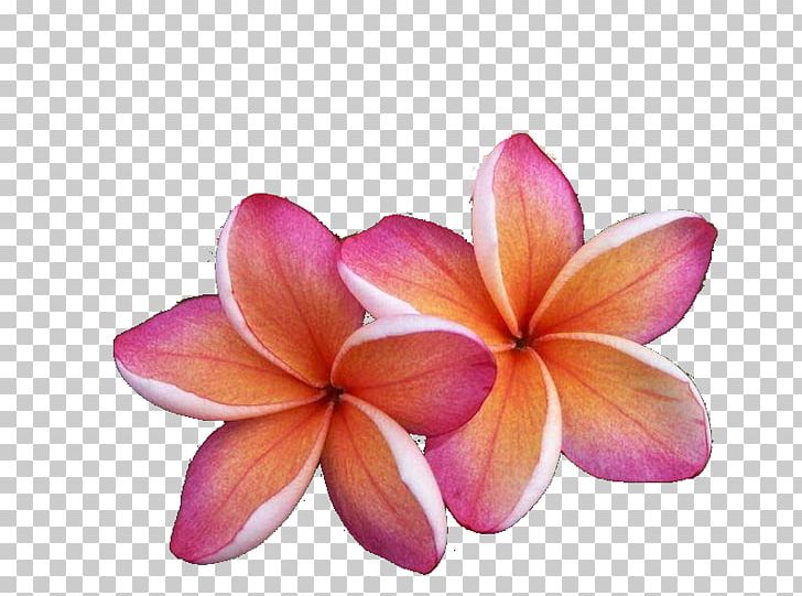 Kauai Hilo Flora National Tropical Botanical Garden Fauna PNG, Clipart, Cut Flowers, Fauna, Flora, Flower, Frangipani Free PNG Download