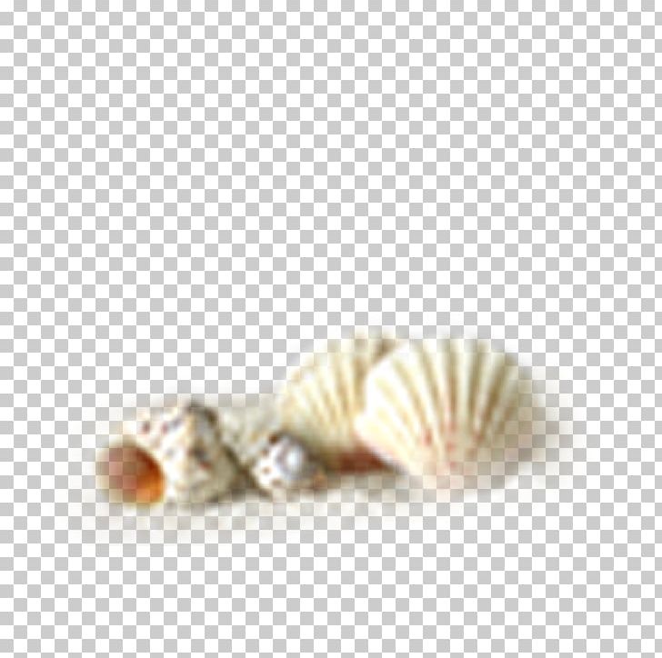 Oyster Conch Seashell PNG, Clipart, Buckle, Caracola, Clasp, Cockle, Conch Free PNG Download