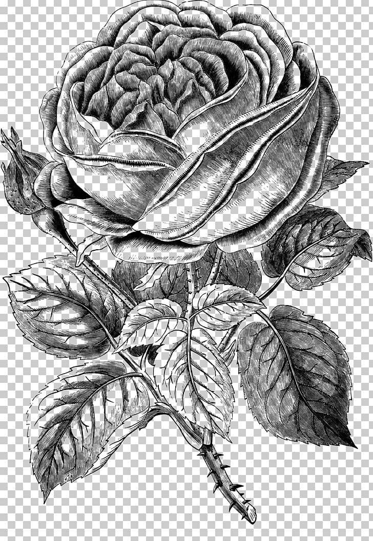 Black And White Black Rose PNG, Clipart, Artwork, Black Rose, Centifolia Roses, Computer Icons, Cut Flowers Free PNG Download