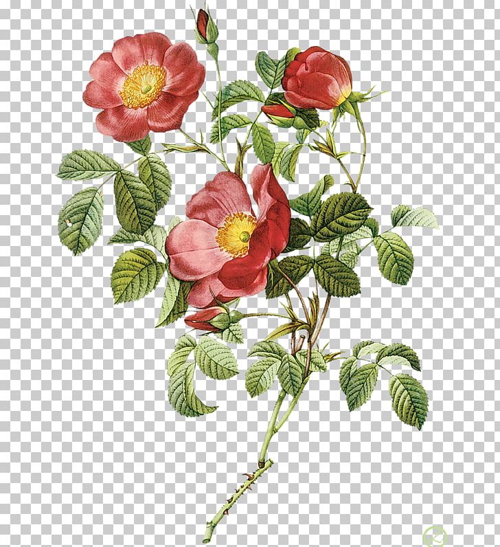 Flowers Les Roses Pierre-Joseph Redouté (1759-1840) Drawing PNG, Clipart, Art, Branch, China Rose, Floribunda, Flower Free PNG Download