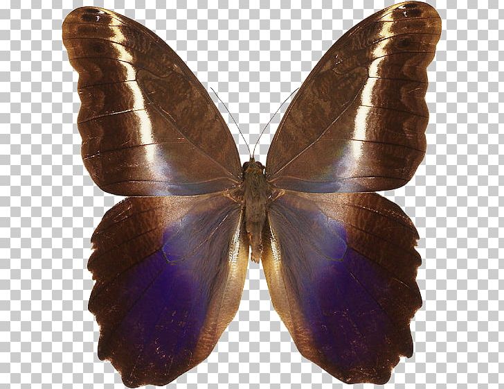 Brush-footed Butterflies Moth Butterfly Gossamer-winged Butterflies Peruvian Amazonia PNG, Clipart, Amazon Rainforest, Arthropod, Blue Butterfly, Brown, Brush Footed Butterflies Free PNG Download