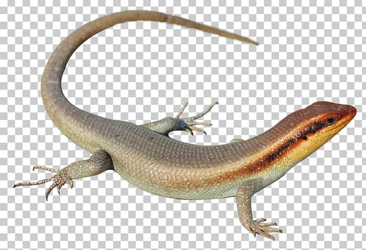 Southern Alligator Lizard Agama Skink Lacertids PNG, Clipart, Agamidae, Alligator Lizard, Amphibian, Anguidae, Animal Free PNG Download