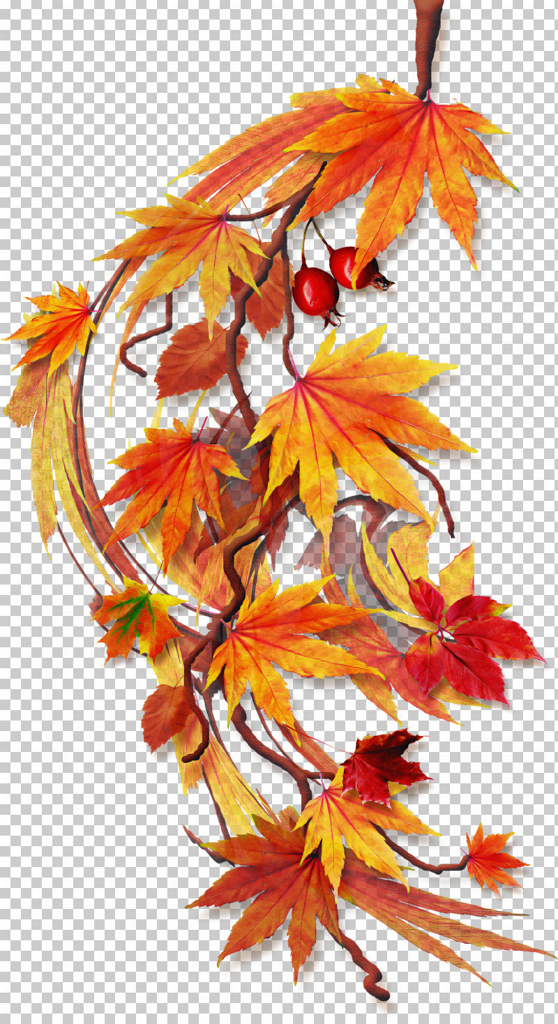 Maple Leaf PNG, Clipart, Autumn, Flower, Leaf, Maple, Maple Leaf Free PNG Download
