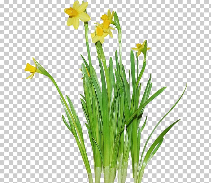 Photography Others Plant Stem PNG, Clipart, Animation, Bbcode, Cut Flowers, Desktop Wallpaper, Display Resolution Free PNG Download