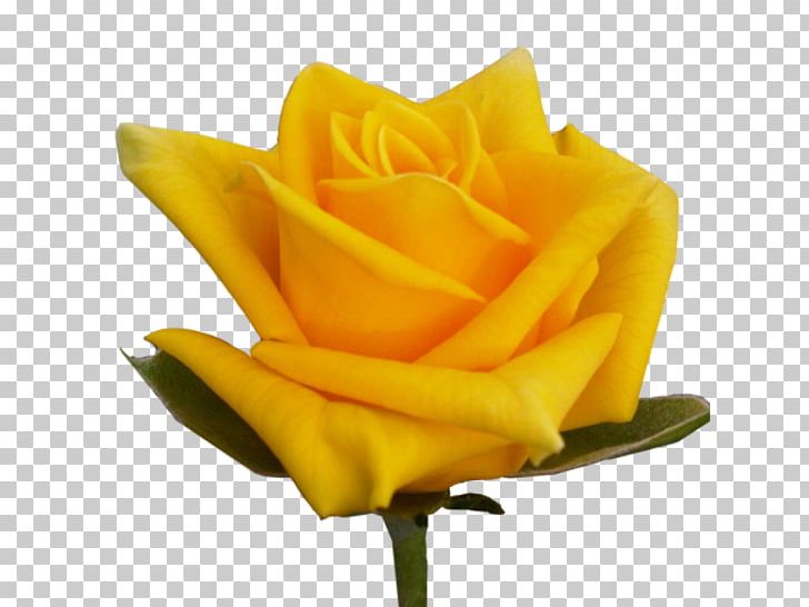 Garden Roses Floribunda Shades Of Orange PNG, Clipart, Austrian Briar, Brightness, Color, Color Scheme, Coral Free PNG Download