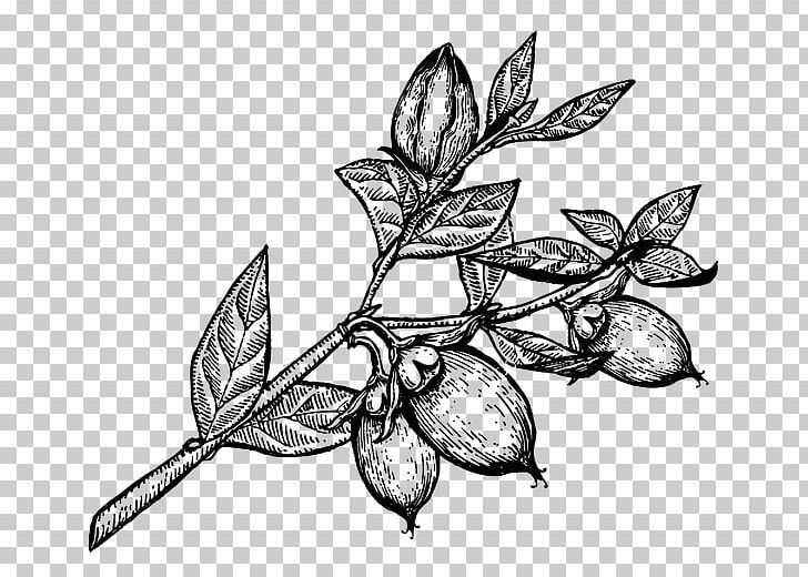 Line Art Shea Butter Vitellaria Nut PNG, Clipart, Artwork, Black And White, Branch, Butter, Clarified Butter Free PNG Download