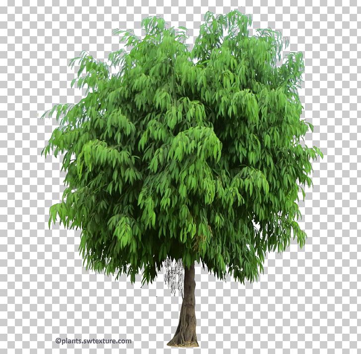 Shrub Tree Branch Fiddle-leaf Fig PNG, Clipart, Animated Film, Branch, Cartoon, Common Fig, Evergreen Free PNG Download