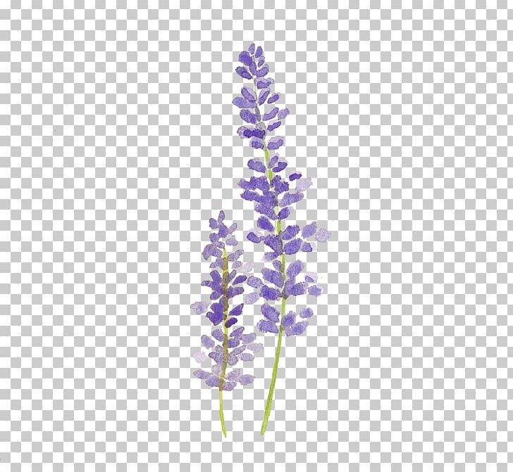 Watercolor Painting Lavender Drawing Watercolour Flowers PNG, Clipart ...