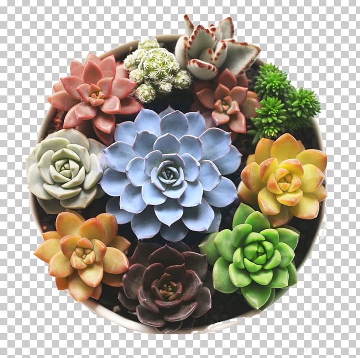 Aloe Vera Succulent Plant Flowerpot Living Stone PNG, Clipart, Alibaba Group, Aloe, Artificial Flower, Bonsai, Cut Flowers Free PNG Download