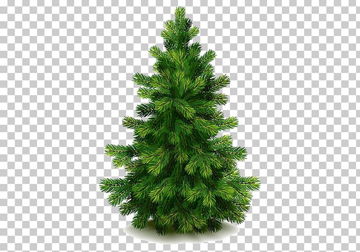 Eastern White Pine Fir Tree PNG, Clipart, Biome, Cartoon, Cedar, Christmas, Christmas Decoration Free PNG Download