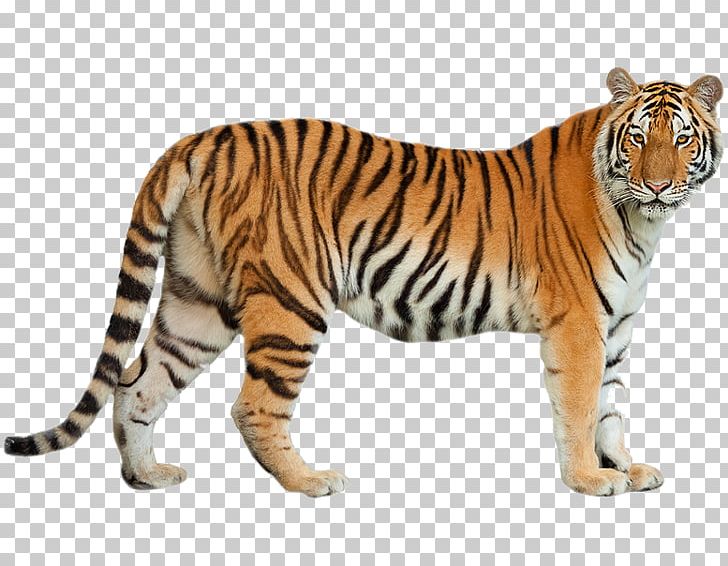 Felidae Siberian Tiger Bengal Tiger Bengal Cat Amur Leopard PNG, Clipart, Amur Leopard, Animal, Animal Figure, Bengal Cat, Bengal Tiger Free PNG Download