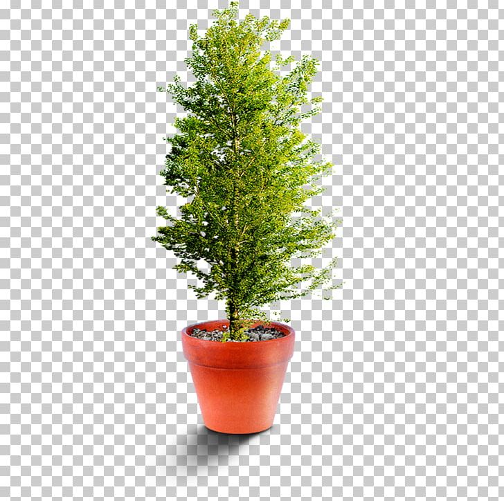 Flowerpot Houseplant Bamboo PNG, Clipart, Bamboo Musical Instruments, Bonsai, Christmas Decoration, Decorate Vector, Decoration Image Free PNG Download