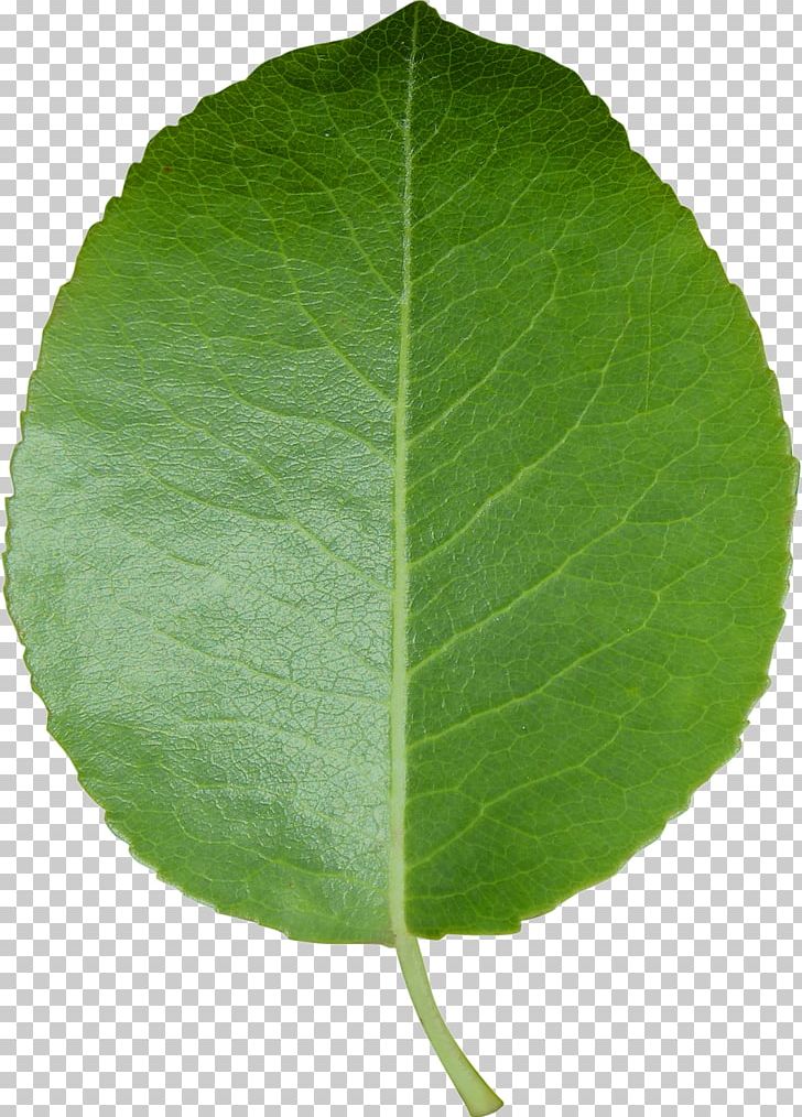 Leaf Transparency And Translucency PNG, Clipart, Download, Green, Leaf, Leave, Maple Leaf Free PNG Download