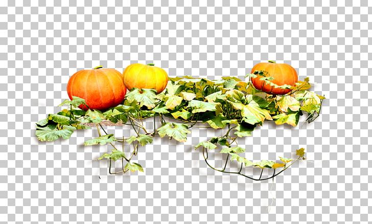 Pumpkin Food PNG, Clipart, Adobe Illustrator, Computer Wallpaper, Cucurbita, Designer, Encapsulated Postscript Free PNG Download