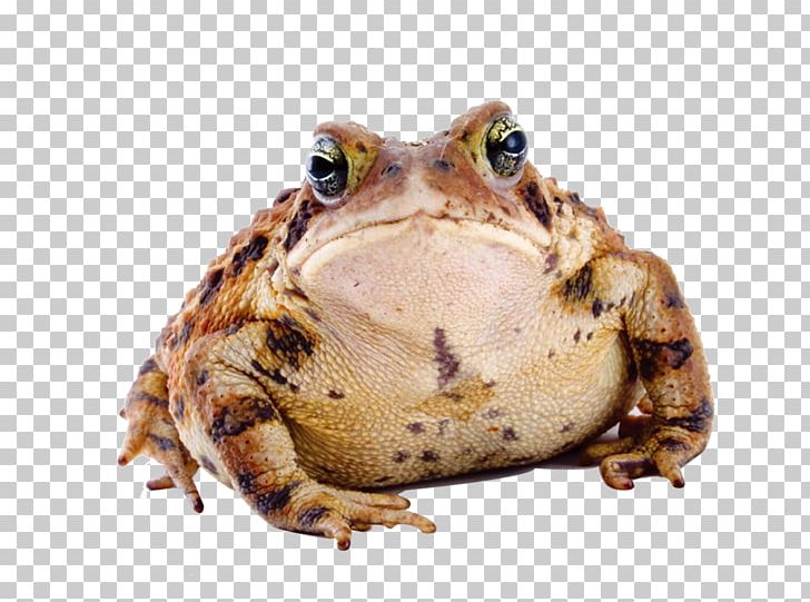 American Toad Frog Common Toad Amphibian Anaxyrus Fowleri PNG, Clipart, American Toad, Amphibian, Anaxyrus, Anaxyrus Fowleri, Animal Free PNG Download