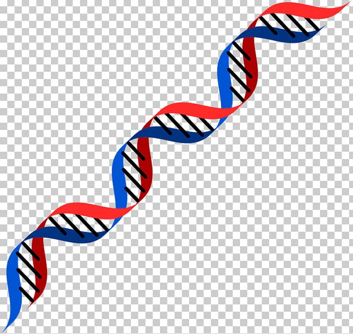 DNA PNG, Clipart, Dna Free PNG Download