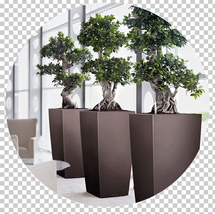 Flowerpot Bonsai Office Ornamental Plant Watering Cans PNG, Clipart, Bonsai, Ceramic, Container, Container Garden, Drainage Free PNG Download