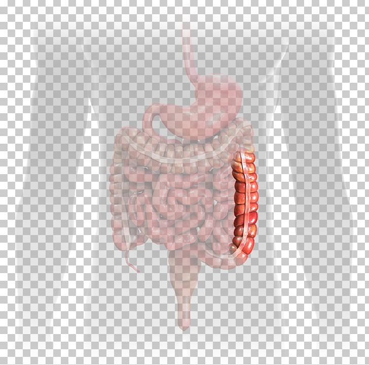 Jejunum Small Intestine Gastrointestinal Tract Ileum PNG, Clipart,  Free PNG Download