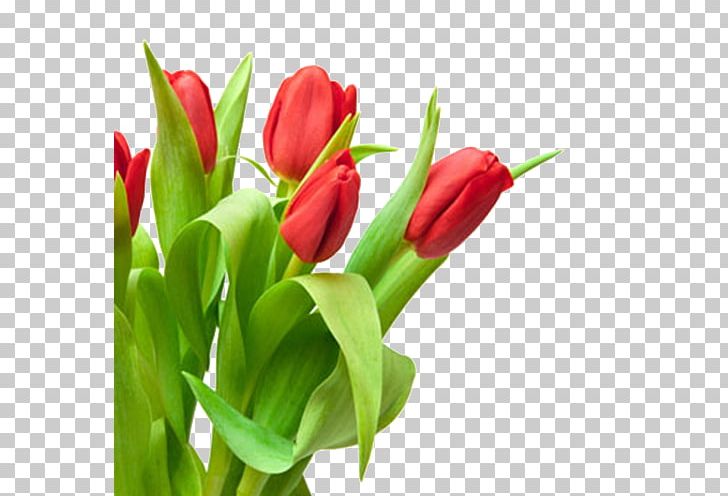 Tulip Red Flower Bouquet White PNG, Clipart, Bouquet Vector, Color, Cut Flowers, Floristry, Flower Free PNG Download