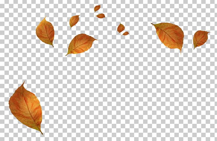 Autumn Leaf Color Autumn Leaf Color PNG, Clipart, Autumn, Autumn Leaf Color, Autumn Leaves, Branch, Deciduous Free PNG Download