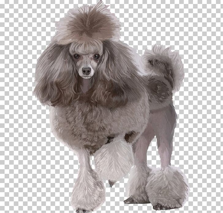 Miniature Poodle Toy Poodle Standard Poodle PNG, Clipart, Animal, Black And White, Carnivoran, Chien, Companion Dog Free PNG Download