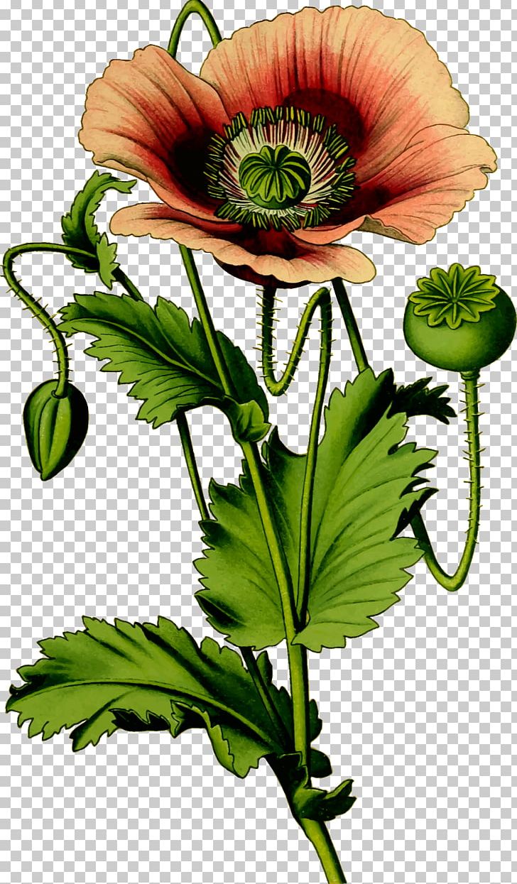 Opium Poppy Plant Common Poppy PNG, Clipart, Anemone, Annual Plant, Common Poppy, Cut Flowers, Drug Free PNG Download