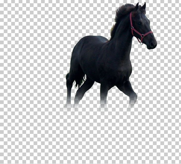 Stallion Mustang Foal Mare Colt PNG, Clipart,  Free PNG Download