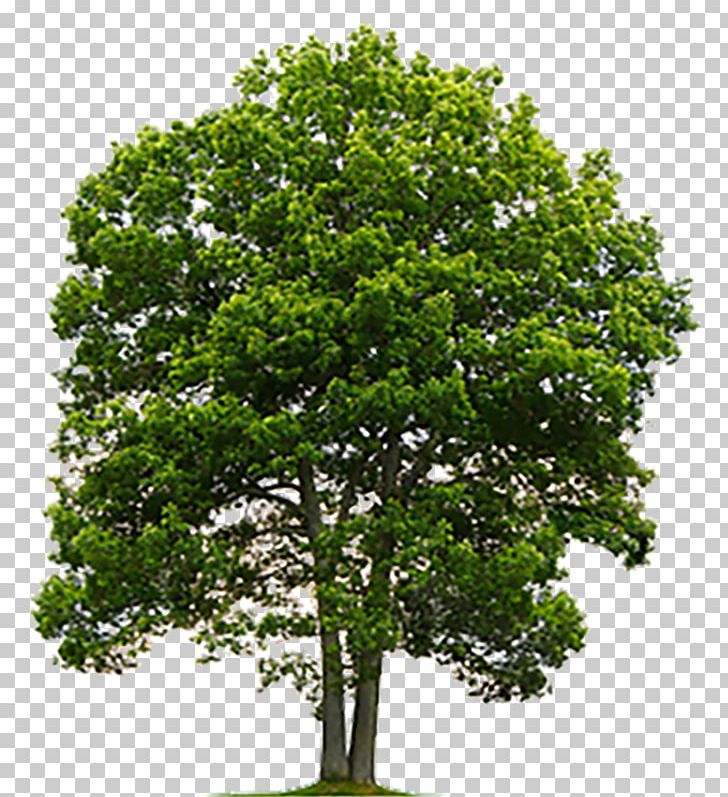 Tree Stock Photography English Oak PNG, Clipart, Branch, Cottonwood, Deciduous, English Oak, Nature Free PNG Download