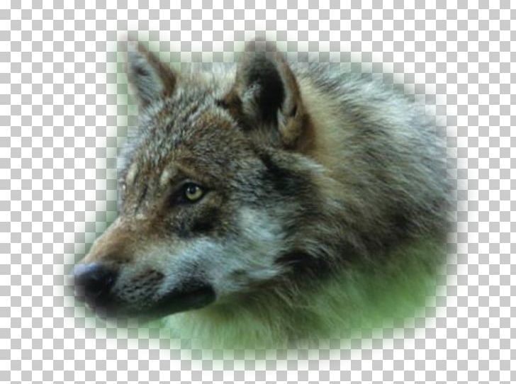 Alaskan Tundra Wolf Coyote Dhole Wolfdog PNG, Clipart, Alaskan Tundra Wolf, Animal, Animals, Bozkurt, Canis Free PNG Download