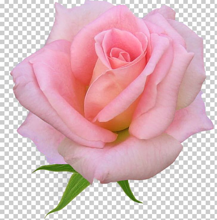 Rose Pink Flowers PNG, Clipart, China Rose, Closeup, Cut Flowers, Floribunda, Flower Free PNG Download