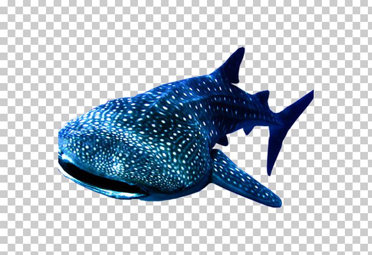 Whale Shark PNG, Clipart, Animals, Aquatic, Aquatic Creatures, Big Fish, Blue Free PNG Download
