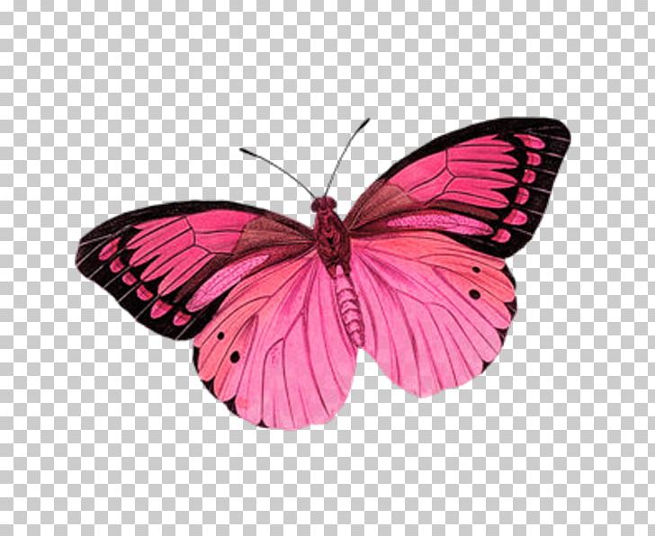 Glasswing Butterfly Insect Milkweed Butterflies PNG, Clipart, Animal, Arthropod, Brush Footed Butterfly, Butterflies And Moths, Butterfly Free PNG Download