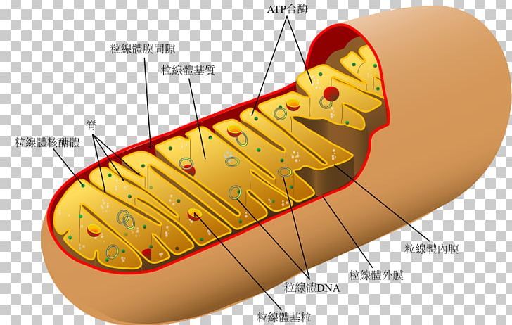 Mitochondrion Diagram Organelle Cell Eukaryote PNG, Clipart, Adenosine Triphosphate, Cell, Cell Membrane, Diagram, Drawing Free PNG Download
