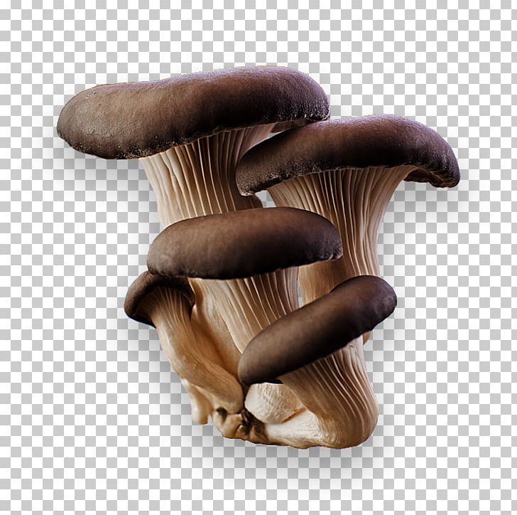 Oyster Mushroom Pleurotus Eryngii Edible Mushroom PNG, Clipart, Common Mushroom, Edible Mushroom, Food, Fungus, Image File Formats Free PNG Download