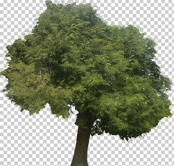 Tamarind Tree Tropical Africa Arecaceae Castanospora PNG, Clipart, Arecaceae, Biome, Bougainvillea, Branch, Broadleaved Tree Free PNG Download