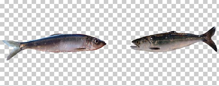 Milkfish Carp Oily Fish Fauna PNG, Clipart, Bony Fish, Carp, Fauna, Fin, Fish Free PNG Download