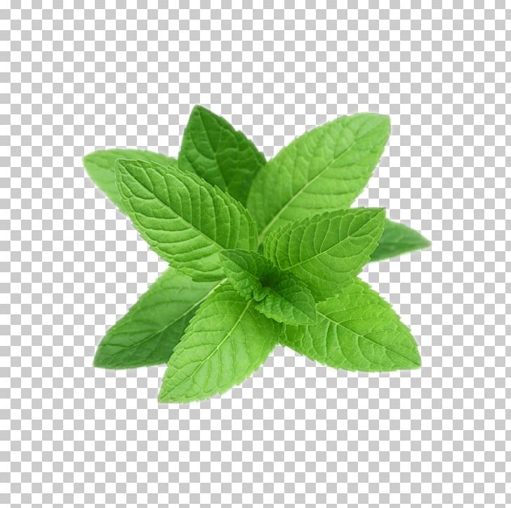 Peppermint Tea Perennial Plant Essential Oil Seed PNG, Clipart, Basil, Bay Leaf, Coriander, Curry Tree, Essential Oil Free PNG Download