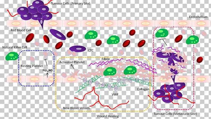 Platelet Prostacyclin Cancer Circulating Tumor Cell Fibrin PNG, Clipart, Biology, Blood, Brand, Cancer, Cell Free PNG Download