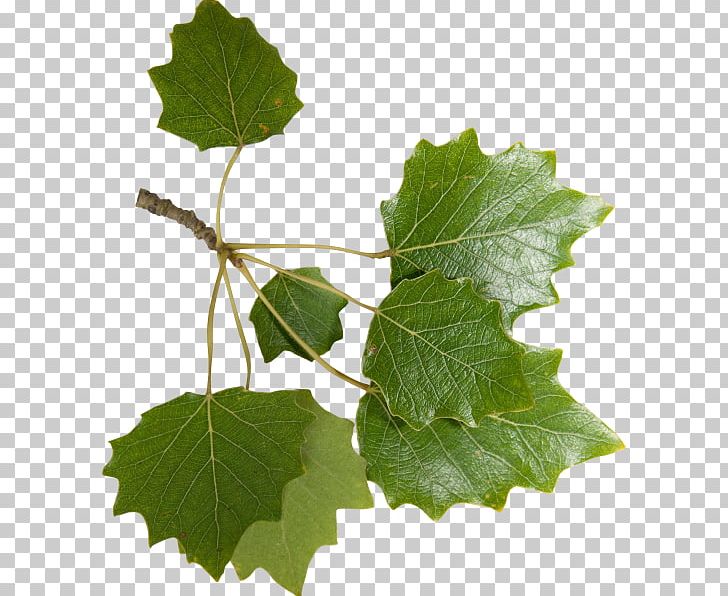 Stock Photography PNG, Clipart, Branch, Creative Work, Culture, Grape Leaves, Grapevine Family Free PNG Download