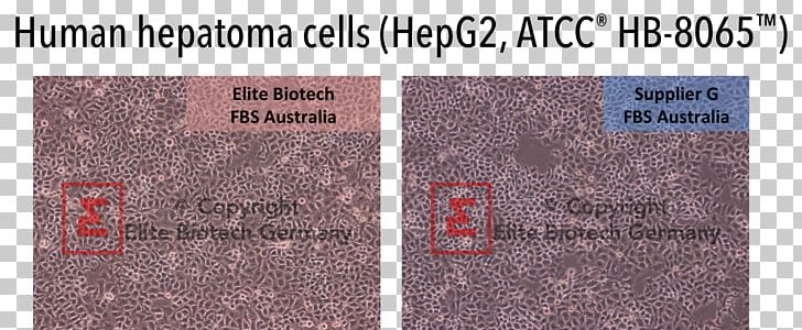 Hep G2 Cell Culture ATCC Biotechnology PNG, Clipart, Angle, Atcc, Biotechnology, Brand, Cell Free PNG Download
