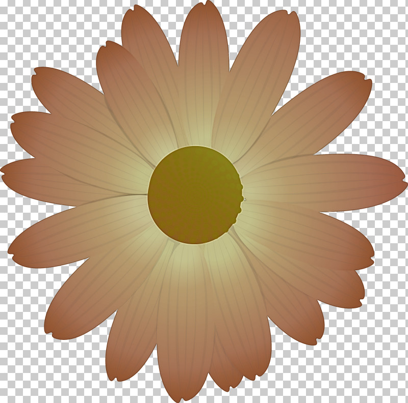 Marguerite Flower Spring Flower PNG, Clipart, Asterales, Camomile, Chamomile, Daisy, Daisy Family Free PNG Download