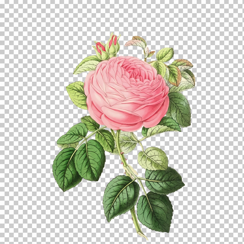 Garden Roses PNG, Clipart, Cabbage Rose, Cut Flowers, Flower, Garden, Garden Roses Free PNG Download