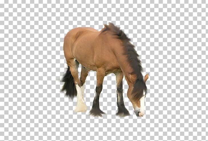 Australian Stock Horse Foal Drawing Icon PNG, Clipart, Animals, Animation, Camera Icon, Cartoon, Cartoon Character Free PNG Download