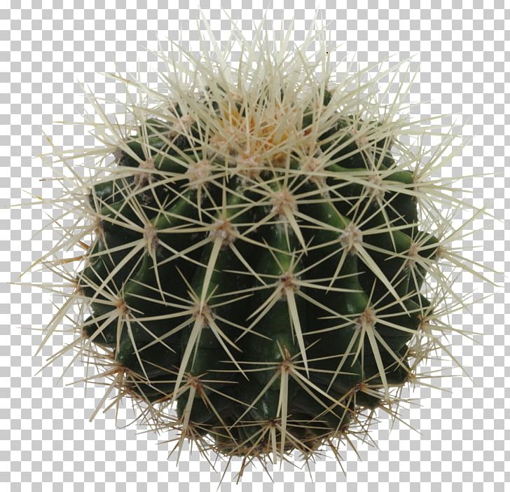 Cactaceae Eastern Prickly Pear Echinocactus Grusonii Barrel Cactus PNG, Clipart, Barrel Cactus, Cactaceae, Cactus, Caryophyllales, Computer Icons Free PNG Download