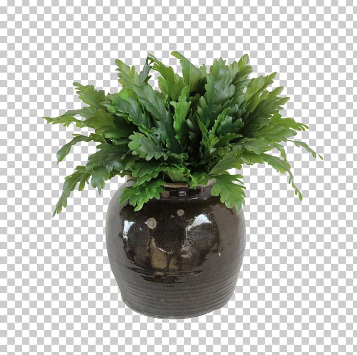 Fern Flowerpot Houseplant Evergreen Tree PNG, Clipart, Ceramic, Evergreen, Faux, Fern, Ferns And Horsetails Free PNG Download