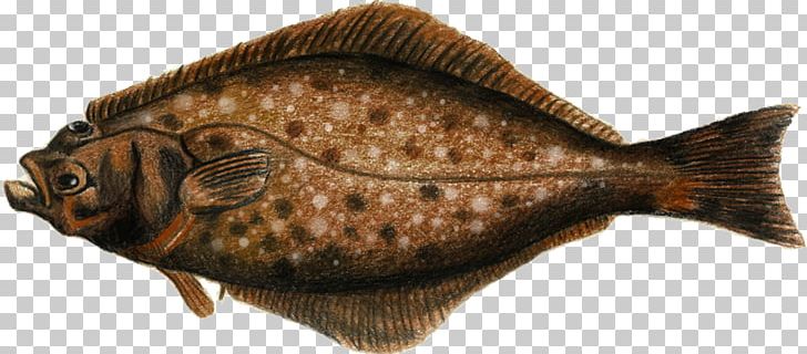 Flounder Sole Carp Oily Fish Tilapia PNG, Clipart, Bony Fish, Carp, Fish, Flatfish, Flounder Free PNG Download