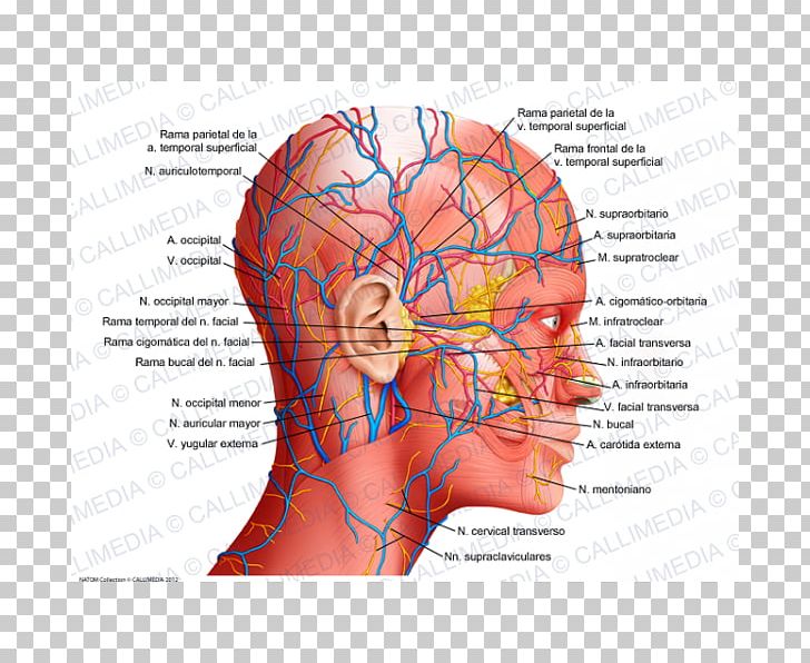 Human Anatomy Physiology Human Body Head PNG, Clipart, Anatomy, Biology, Brain, Diagram, Education Science Free PNG Download